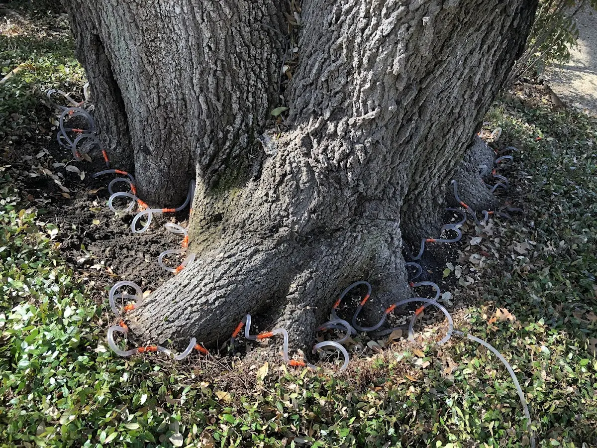 Detailed Tree Cabling and Bracing job site in White Pine