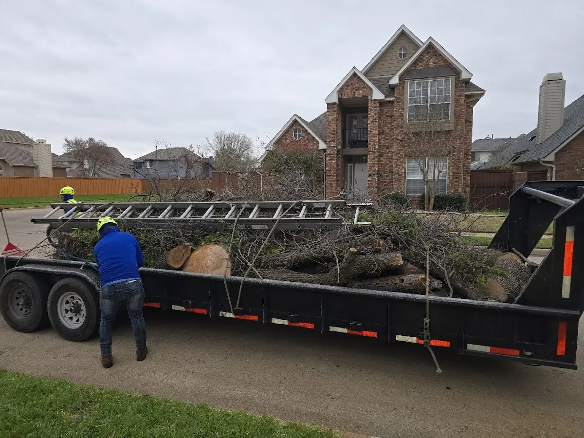 Expert Crown Reduction with proper safety equipment in White Pine